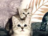 British Shorthair Silver Kardeşler Yeni Yuvalarına Hazır