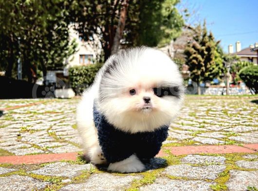 Ender Ve Özel Renk Tonuna Sahip Pomeranian Boo Yavrumuz görsel
