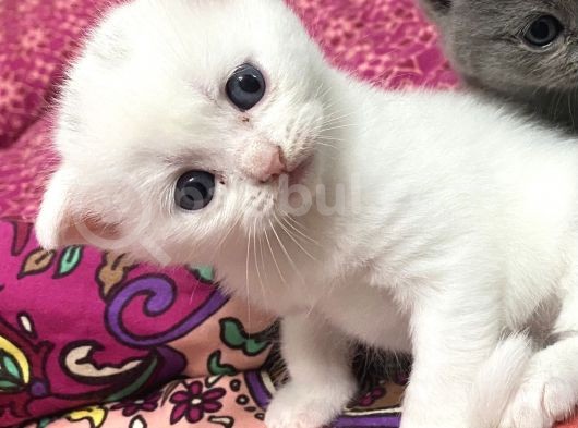 Beyaz Ve Gri Scottish Fold Yavrular görsel