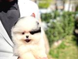Ender Ve Özel Renk Tonuna Sahip Pomeranian Boo Yavrumuz