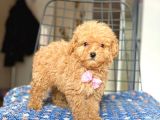 Di̇şi̇ Toy Poodle Yavrumuz