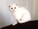 Pamuk Prensesimiz