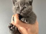 British Shorthair Yavrular