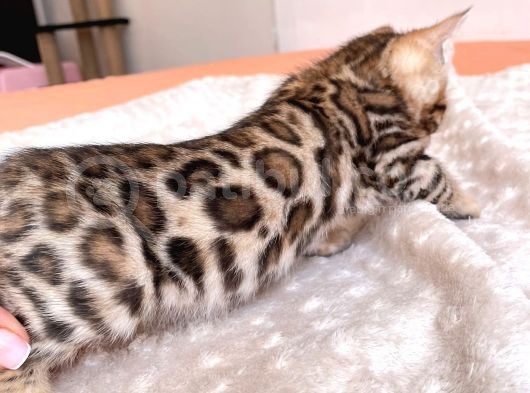 Show Class Bengal Yavruları görsel