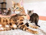 Show Class Bengal Yavruları