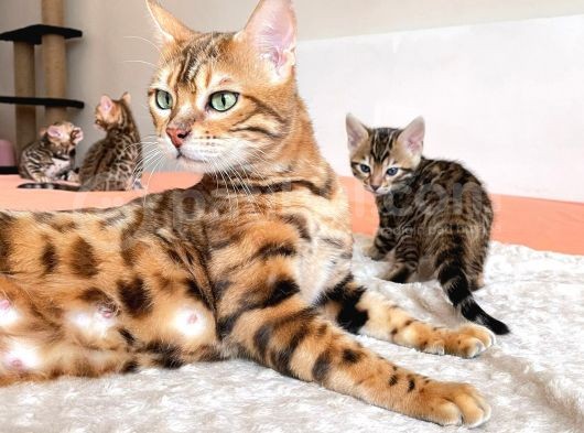Show Class Bengal Yavruları görsel