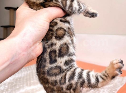 Show Class Bengal Yavruları görsel