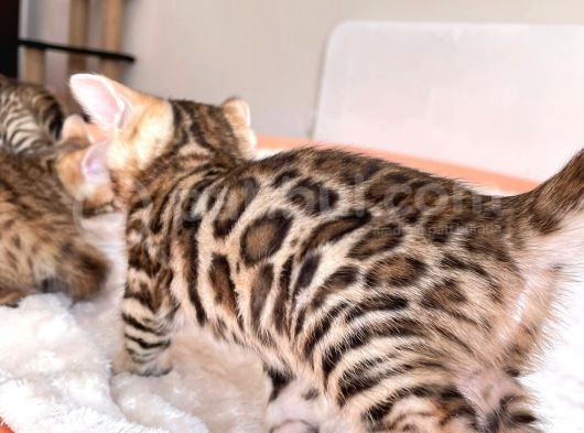 Show Class Bengal Yavruları