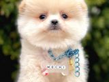 Ayıcık Mini Boy Pomeranian Yavrular 