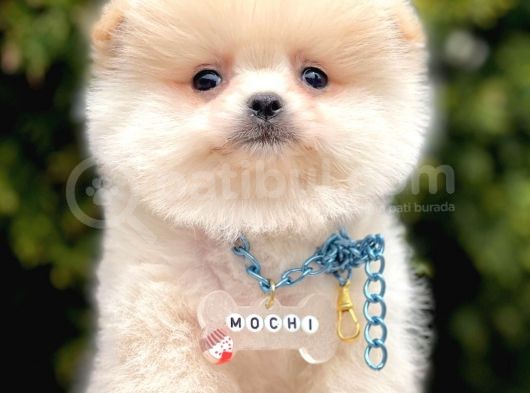 Ayıcık Mini Boy Pomeranian Yavrular  görsel