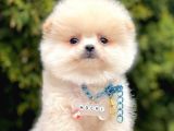 Ayıcık Mini Boy Pomeranian Yavrular 