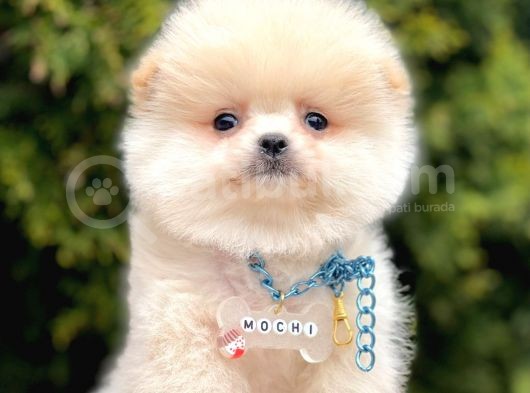 Ayıcık Mini Boy Pomeranian Yavrular 