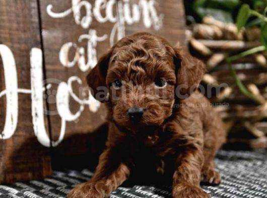 A Kali̇te Red Brown Toy Poodle görsel