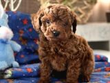 A KALİTE RED BROWN TOY POODLE