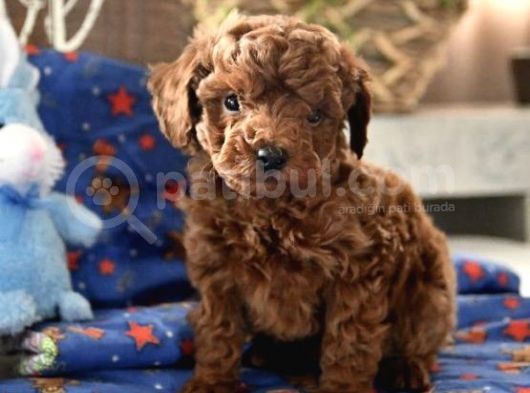 A Kali̇te Red Brown Toy Poodle
