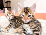 Show Class Bengal Yavruları