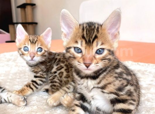 Show Class Bengal Yavruları görsel