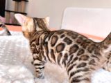Show Class Bengal Yavruları