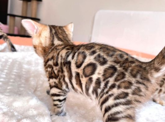 Show Class Bengal Yavruları görsel