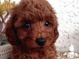 A Kali̇te Red Brown Toy Poodle