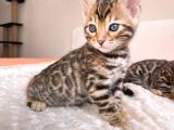 Show Class Bengal Yavruları