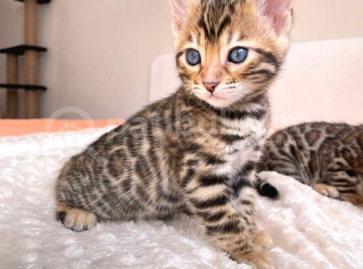 Show Class Bengal Yavruları görsel
