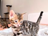 Show Class Bengal Yavruları