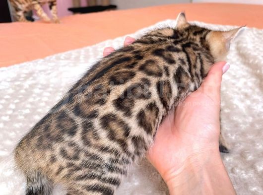 Show Class Bengal Yavruları görsel