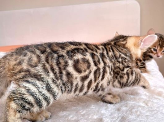 Show Class Bengal Yavruları görsel