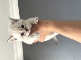 British Shorthair Yavrular