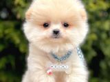 Ayıcık Mini Boy Pomeranian Yavrular 