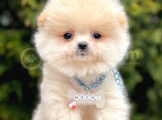 Ayıcık Mini Boy Pomeranian Yavrular  görsel