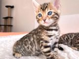 Show Class Bengal Yavruları