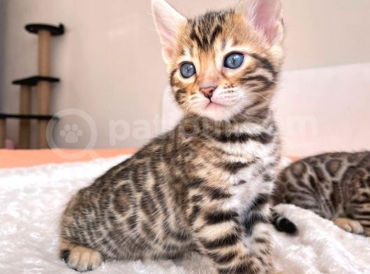 Show Class Bengal Yavruları görsel