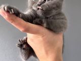 British Shorthair Yavrular