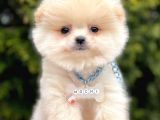 Ayıcık Mini Boy Pomeranian Yavrular 