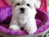 Sıfır Numara Maltese Mini Boy Yavrular 