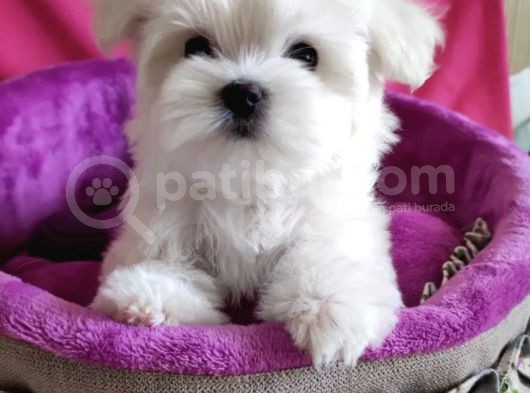 Sıfır Numara Maltese Mini Boy Yavrular 