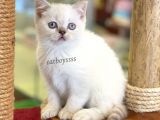Lilac Point British Shorthair Dişi Yavrumuz