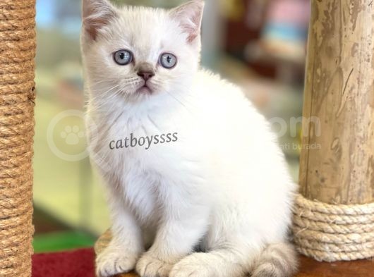 Lilac Point British Shorthair Dişi Yavrumuz görsel
