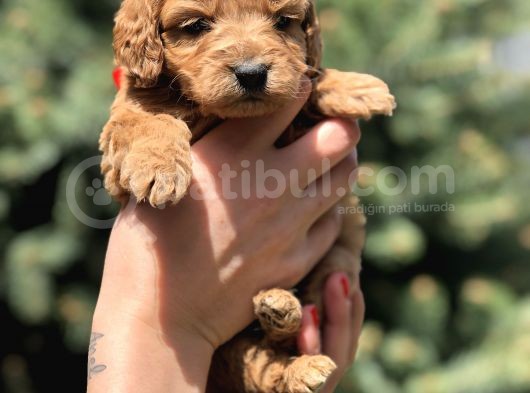 Birbirinden Güzel Maltipoo Yavrularımız görsel