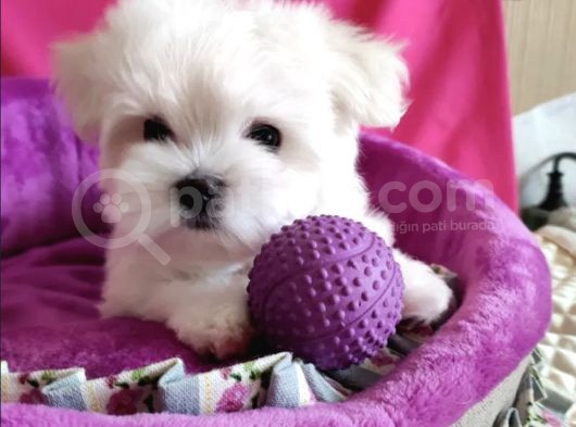 Sıfır Numara Maltese Mini Boy Yavrular  görsel