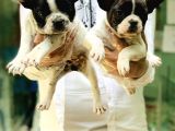 Fransiz Bulldog Yavrular