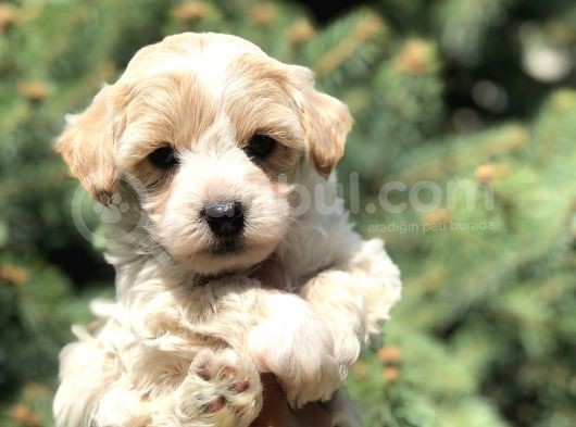Party Color F2 Maltipoo görsel