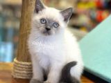 Blue Point British Shorthair Dişi Yavrumuz