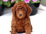 Red Brown a Kali̇te Toy Poodle Bebekler