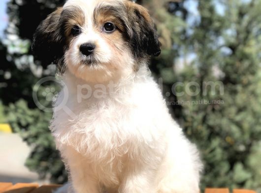 Three Color 4 Aylık Wc Eğitimli Dişi Morkie Yavrumuz görsel