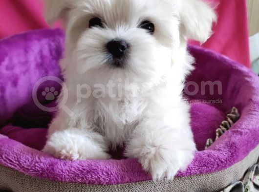Sıfır Numara Maltese Mini Boy Yavrular  görsel