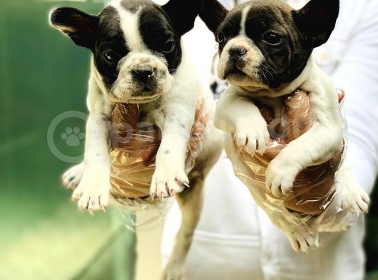 Fransiz Bulldog Yavrular görsel