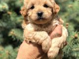 Orjinal Maltipoo Güzelliği